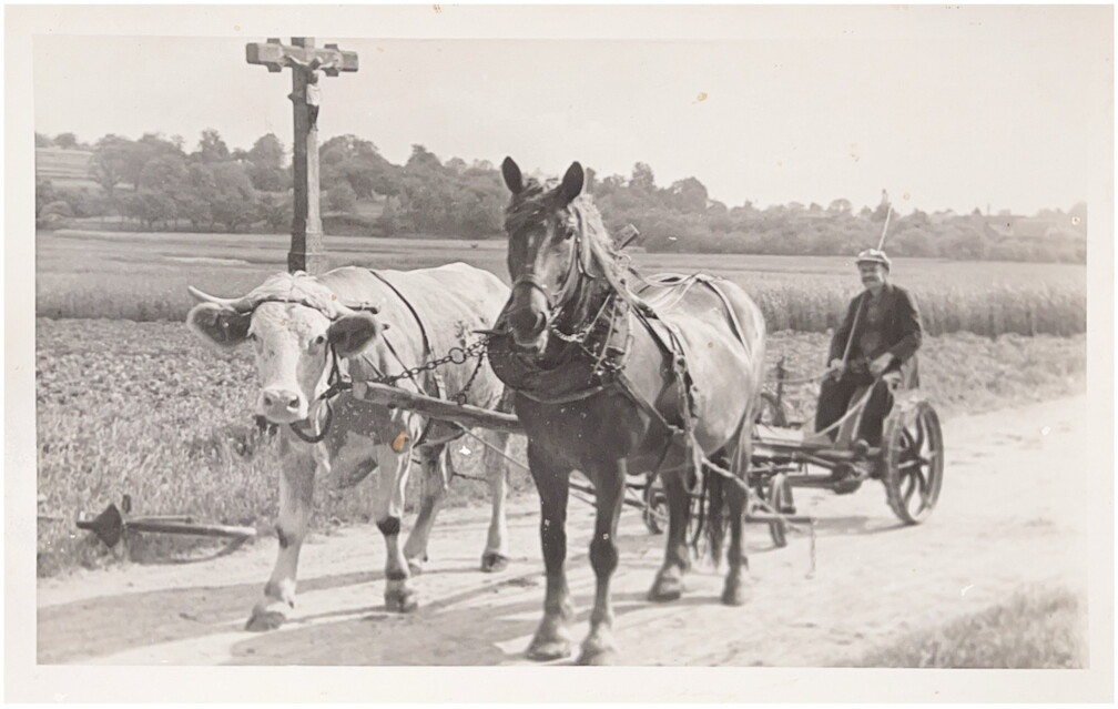 Gespann aus Ochs und Pferd am Feldkreuz - Feldarbeit - Standort Feldkreuz bei der heutigen Kiesgrube - auf dem Gespann "Alfons Meyer" aus der Dorfstrasse.